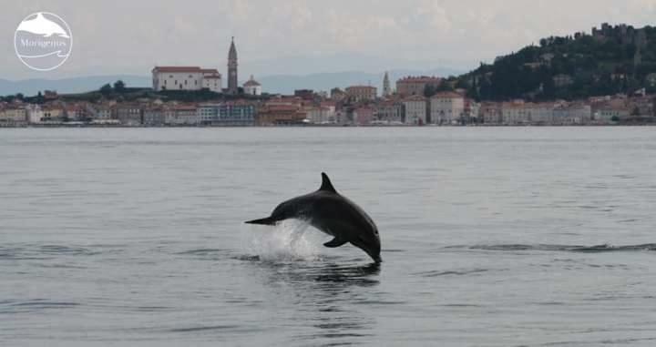 Apartments Olive Garden Piran Exterior foto